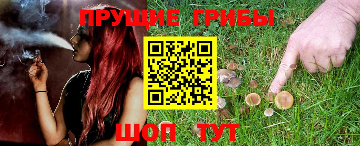 Галлюциногенные грибы Psilocybine cubensis Лесной